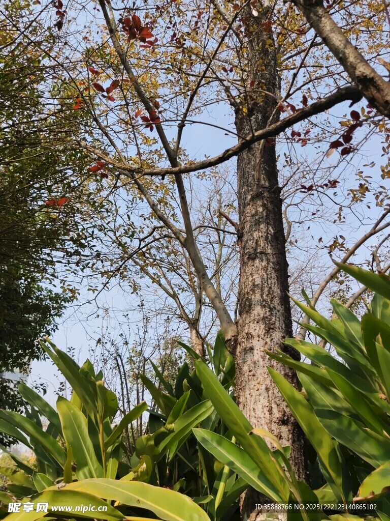 挺拔树木与翠绿植物相伴