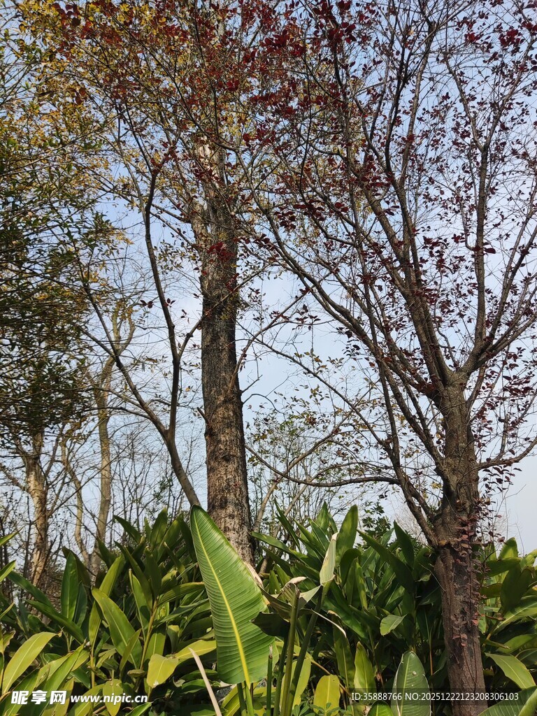 秋日树林中的树木与绿植