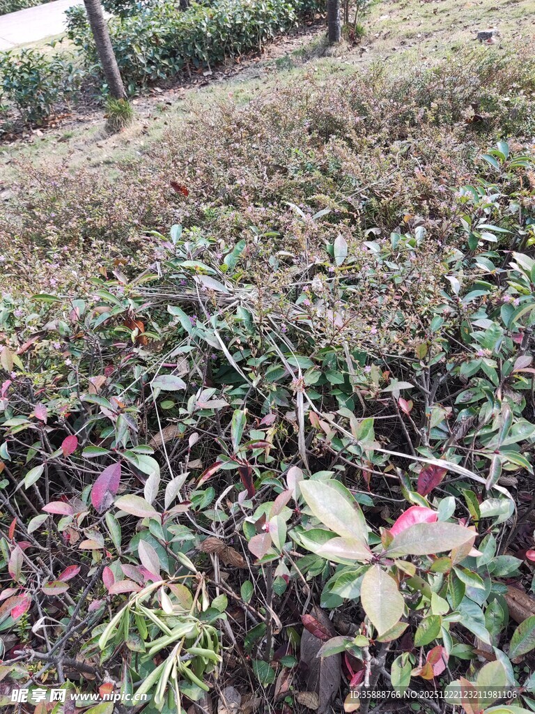 地面上的多彩植物景观