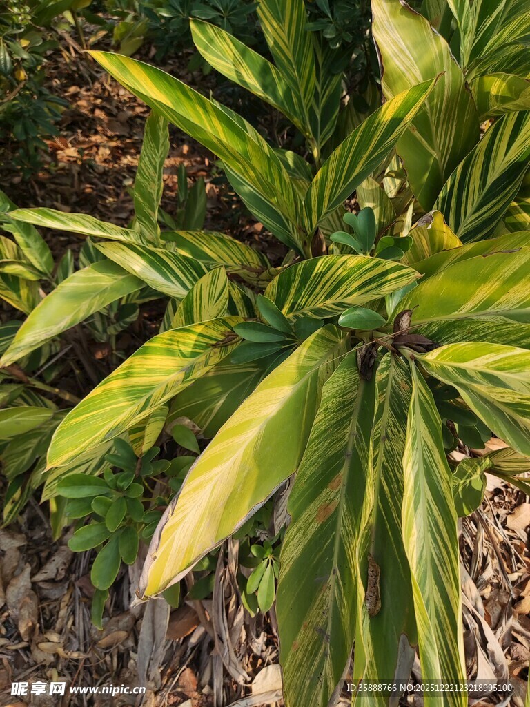 黄绿相间的观叶植物