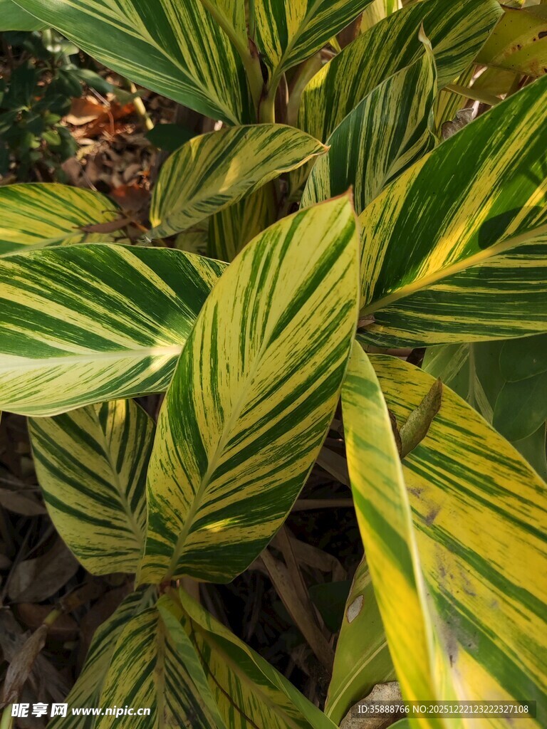 斑斓条纹竹芋叶片特写