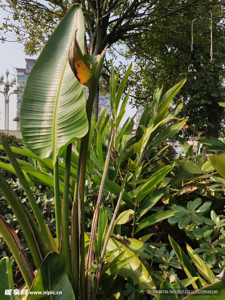 翠绿芭蕉叶尽显自然生机