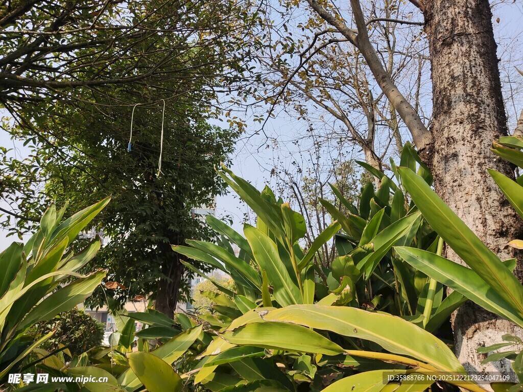 繁茂绿植与树木景观