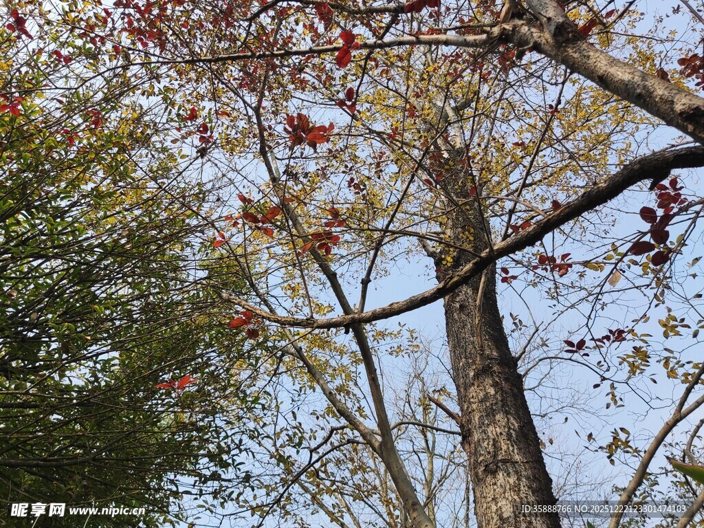 秋日林间树梢美景