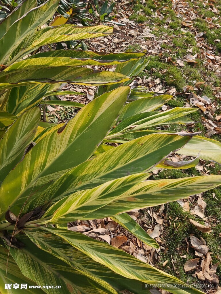 翠绿斑斓的植物叶片