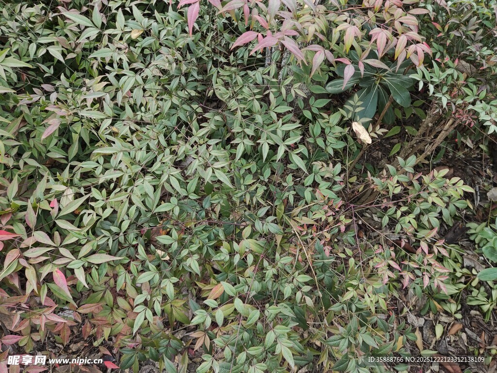 繁茂多彩植物景观