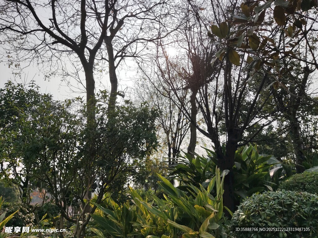 林间繁茂绿植与光秃树木