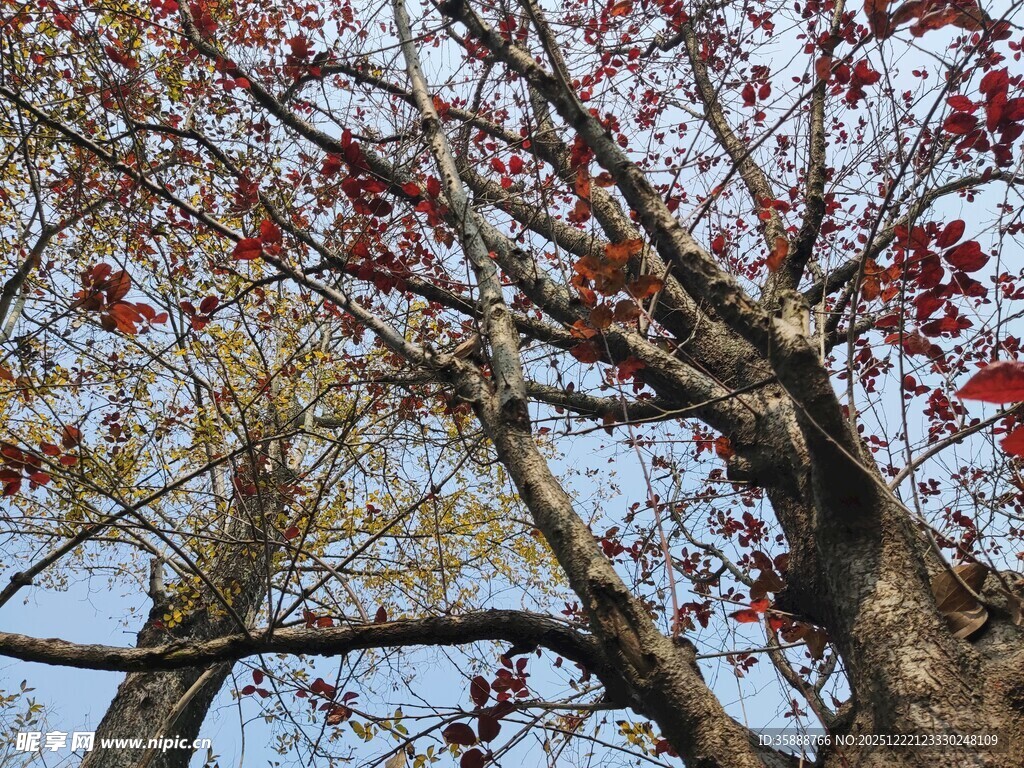 秋日红枫树枝桠美景