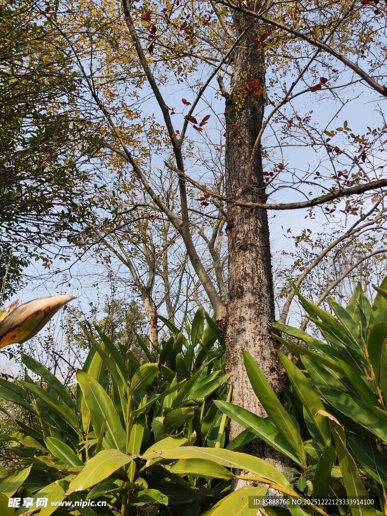 林间绿植与挺拔树木景观