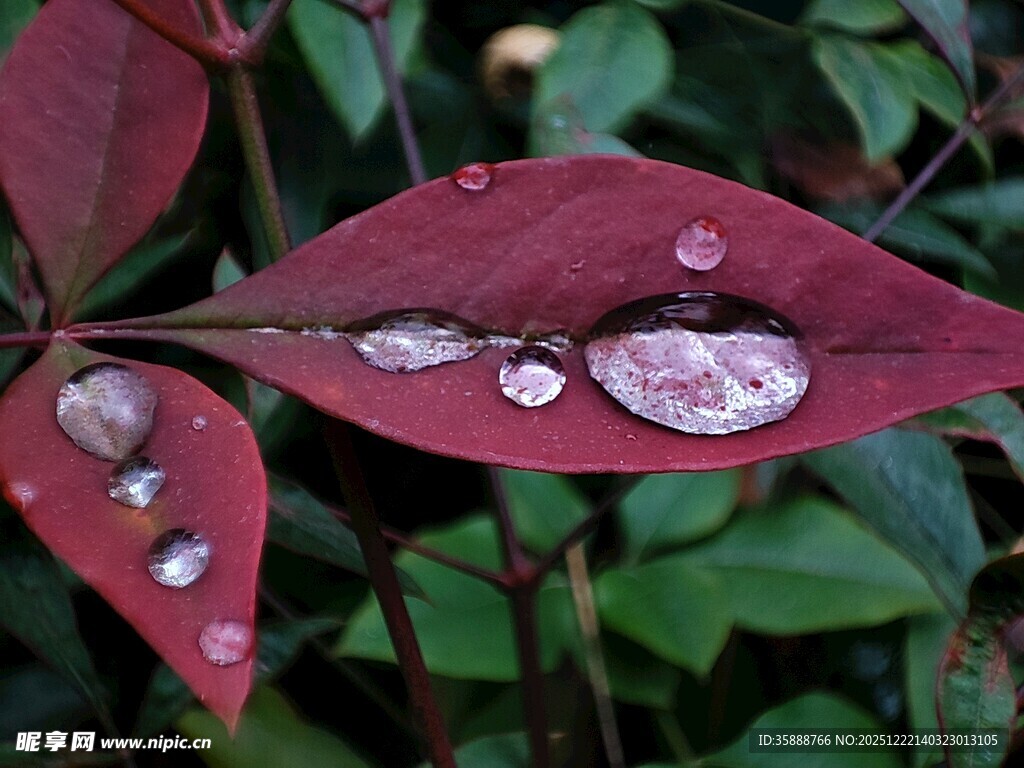 红叶上的晶莹水珠