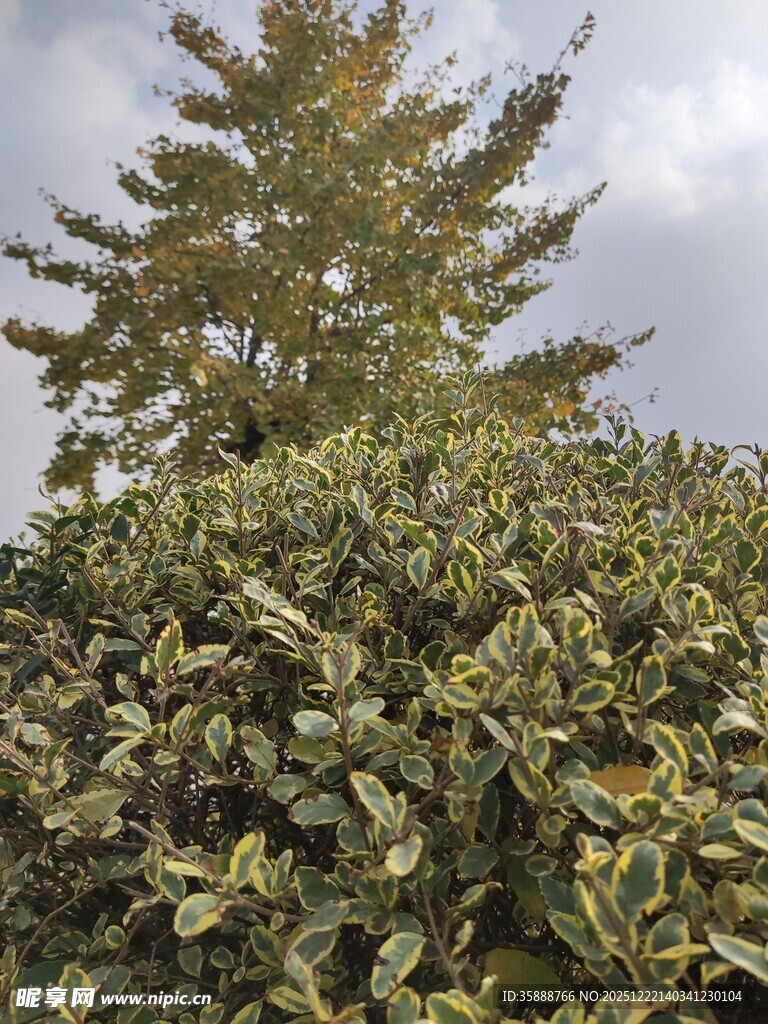 果园中的繁茂果树