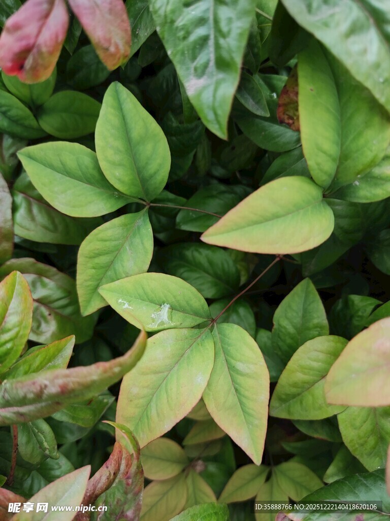 翠绿斑斓的植物叶片特写