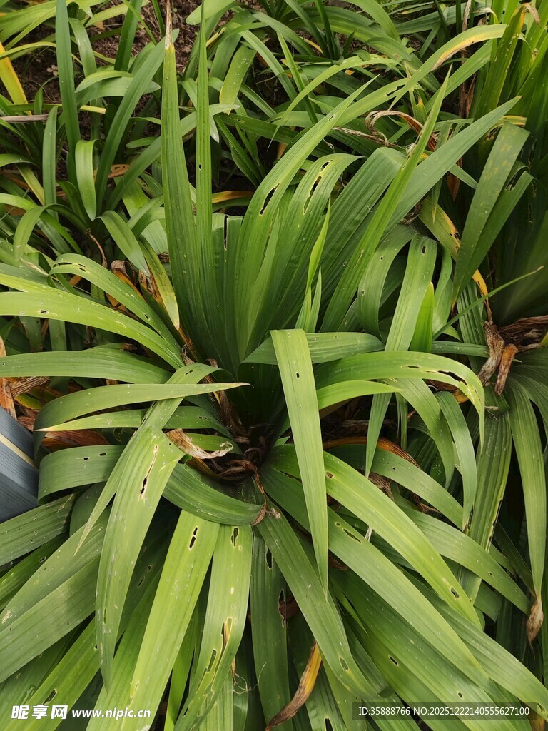 翠绿丛生的长条状叶片植物