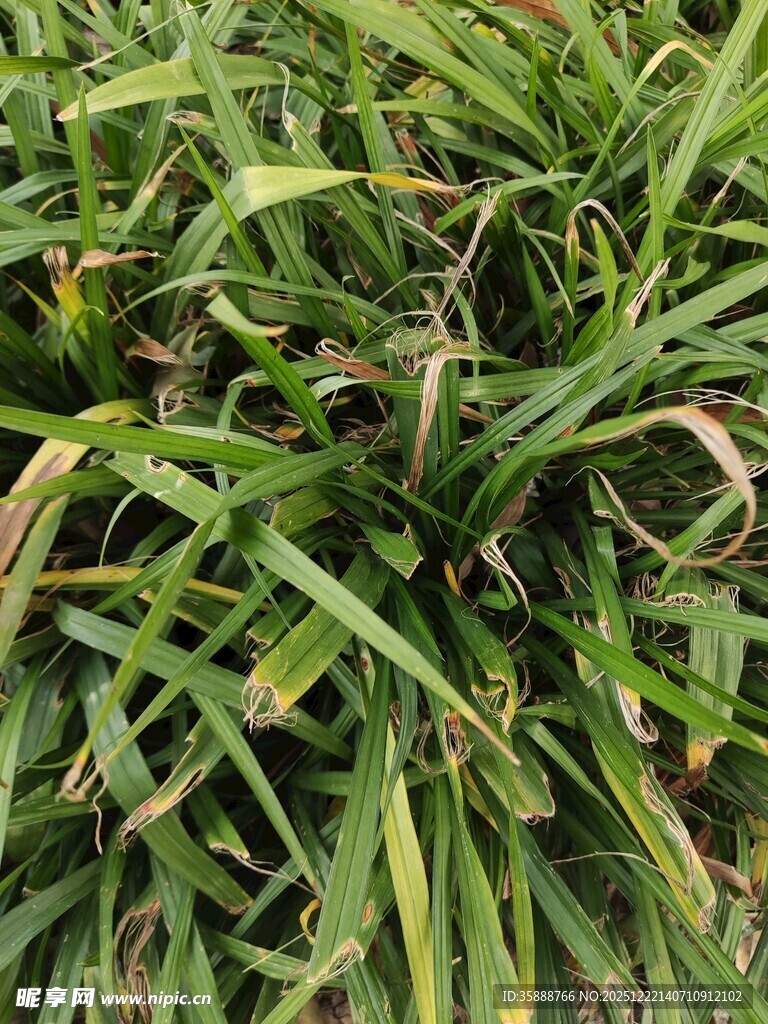 翠绿繁茂的长条状植物