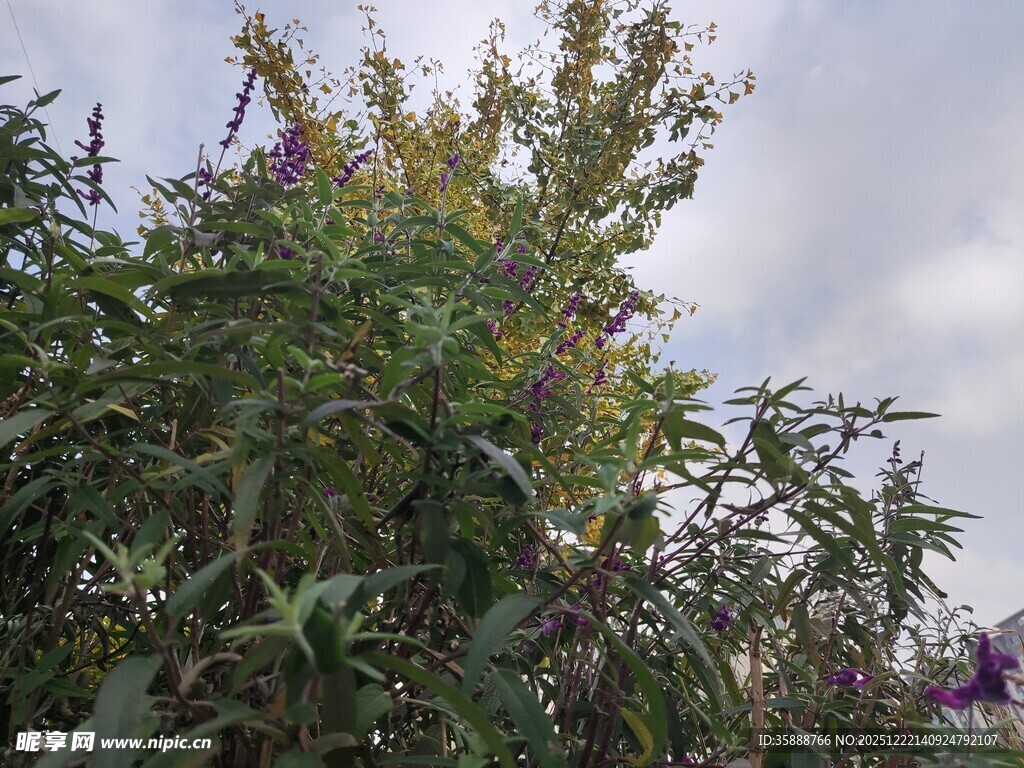 繁茂绿植与天空相映