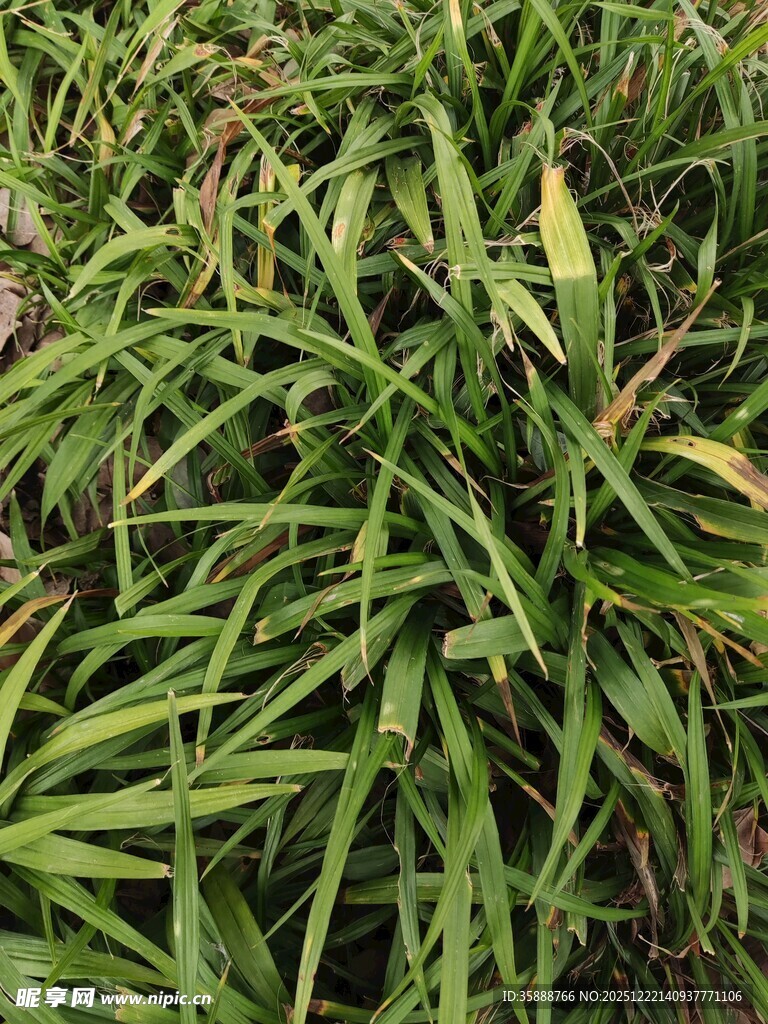 茂密翠绿的长条状植物