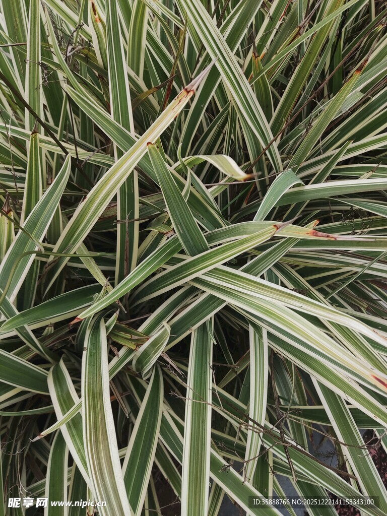 条纹绿叶植物特写