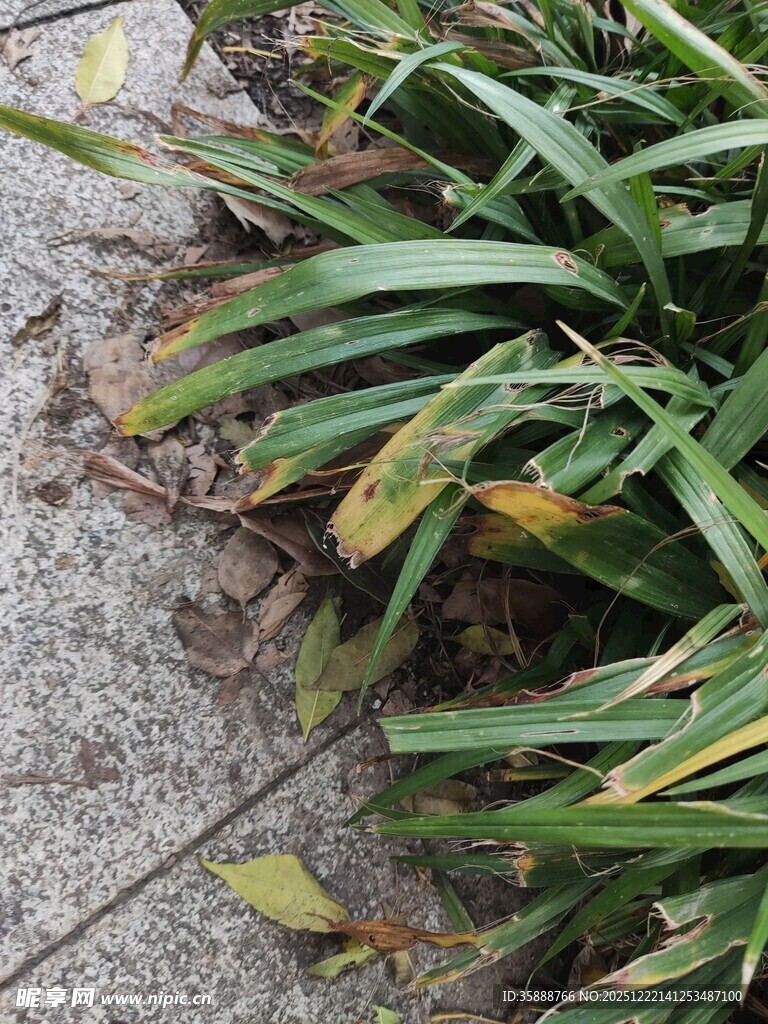 路边的翠绿长叶植物