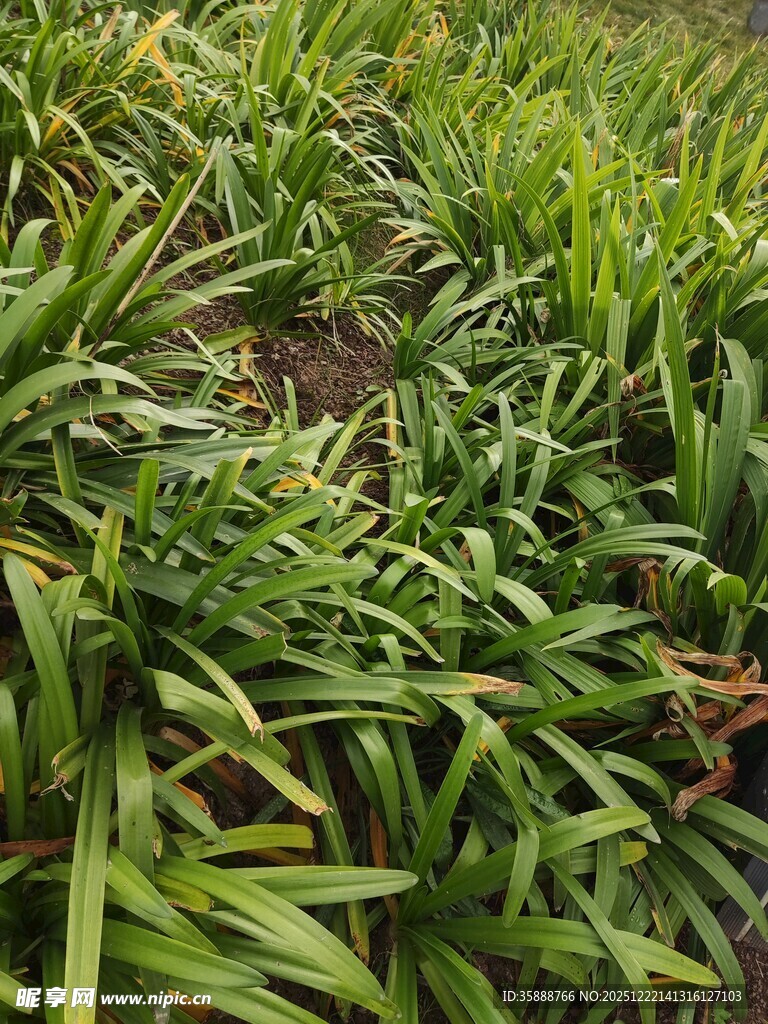 翠绿葱茏的田间植物