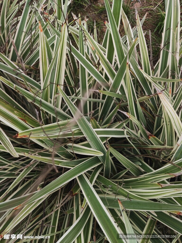 条纹绿叶植物特写