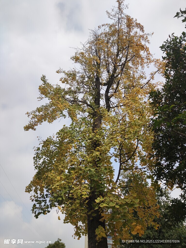 秋日黄叶树木景观