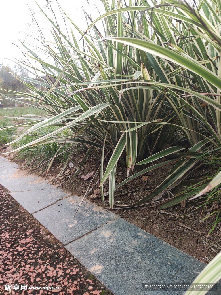 小径旁的葱郁绿植