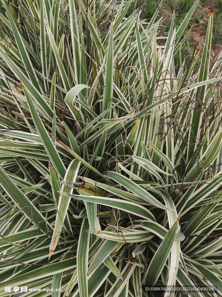 条纹绿叶植物特写