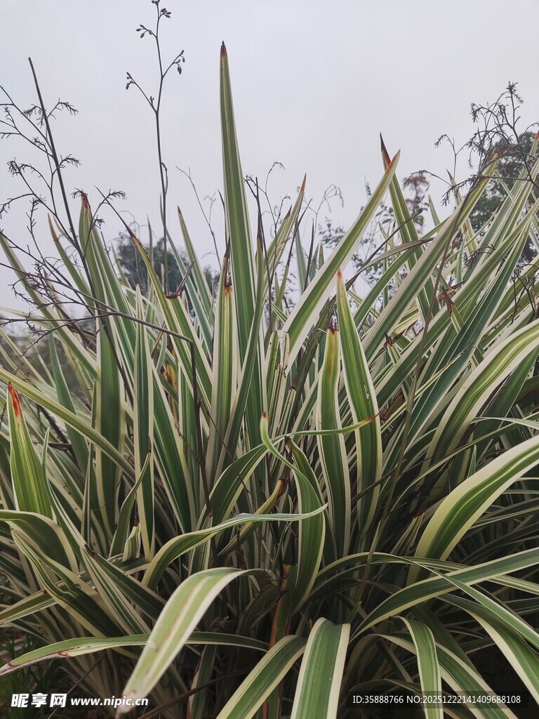 金边龙舌兰植物特写