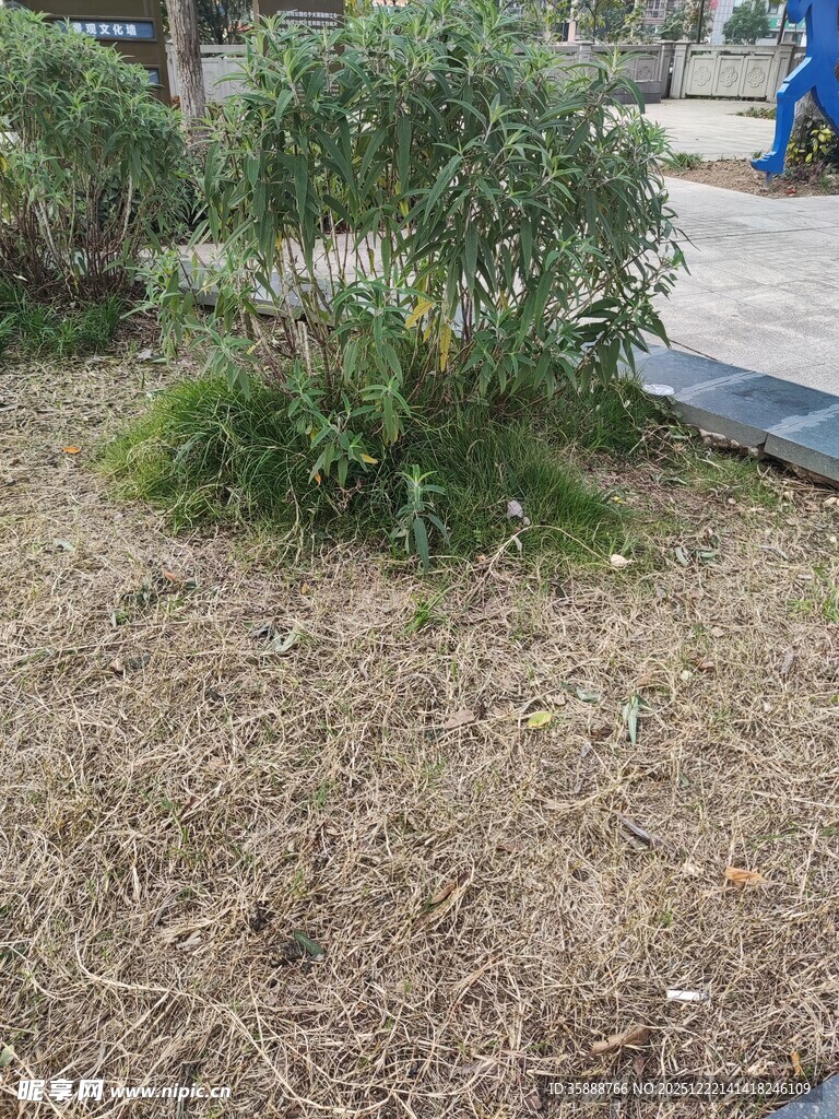 户外草地旁的绿植景观