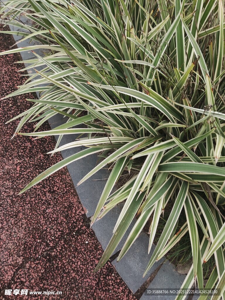 金边麦冬植物特写