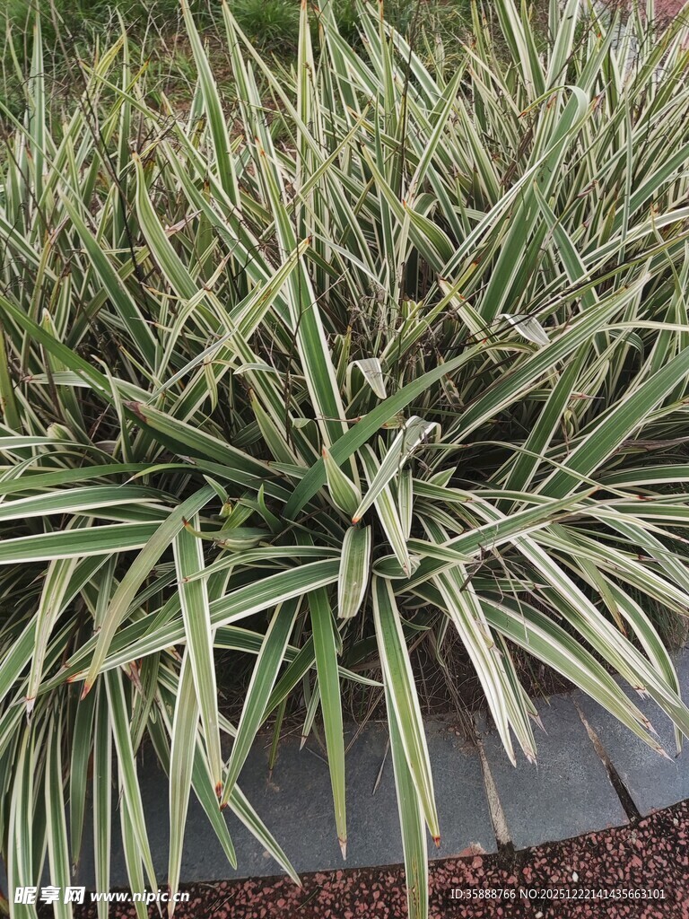 金边麦冬植物景观