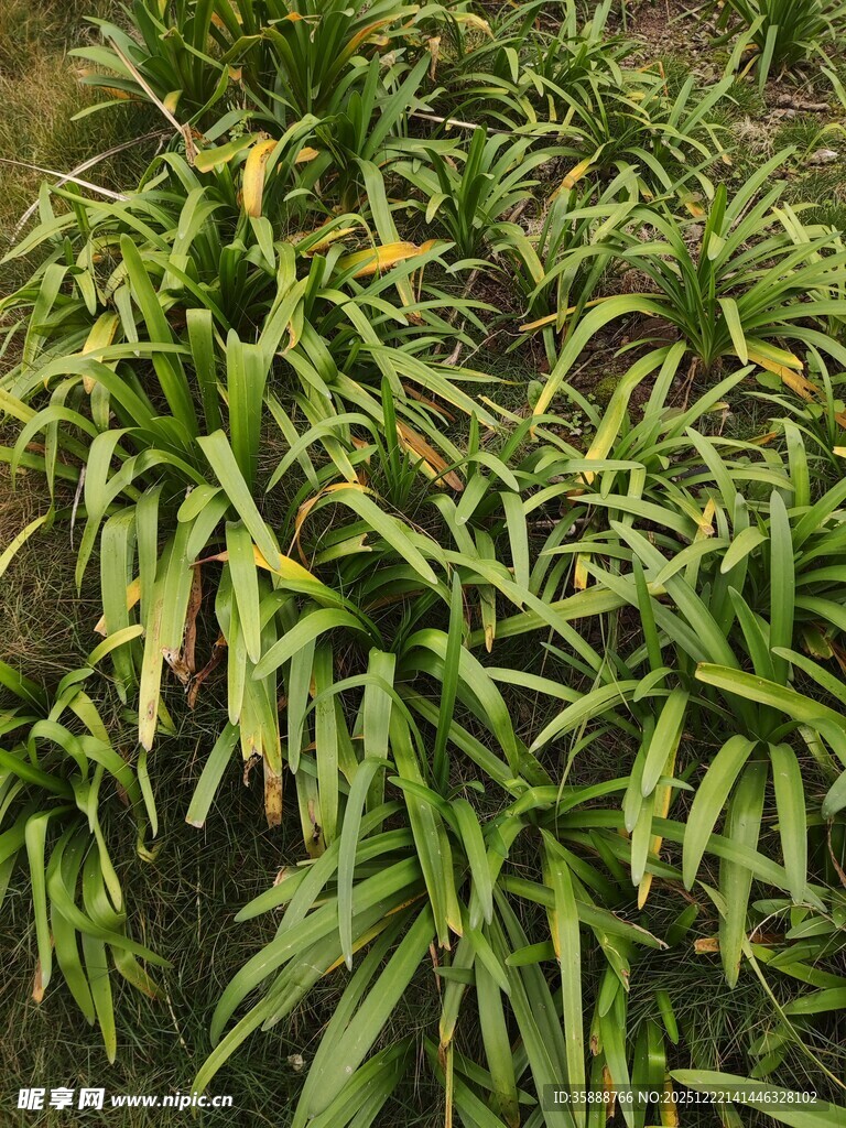 翠绿凤梨植物景观