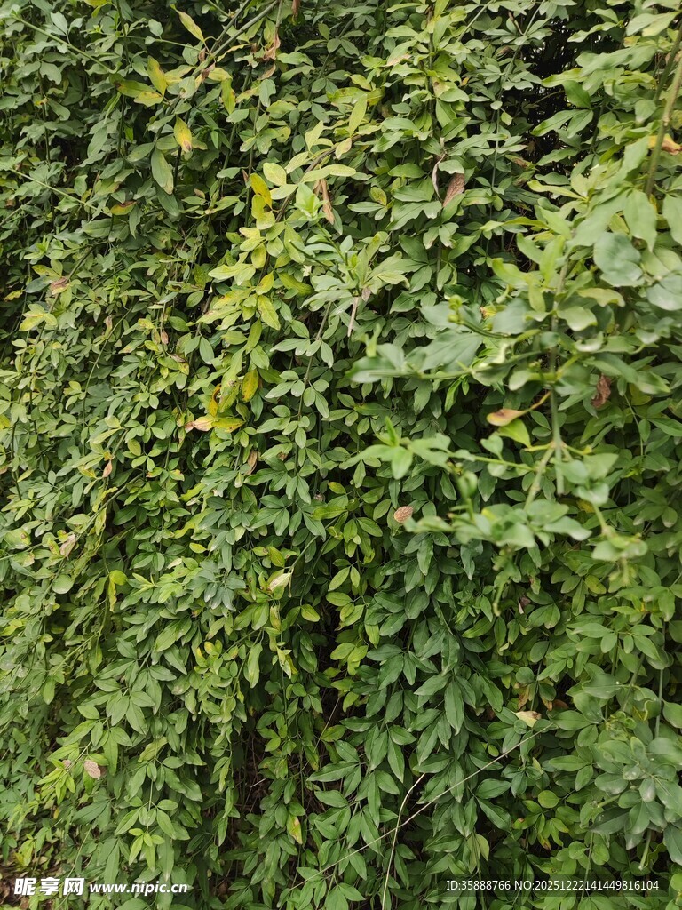翠绿藤蔓植物景观