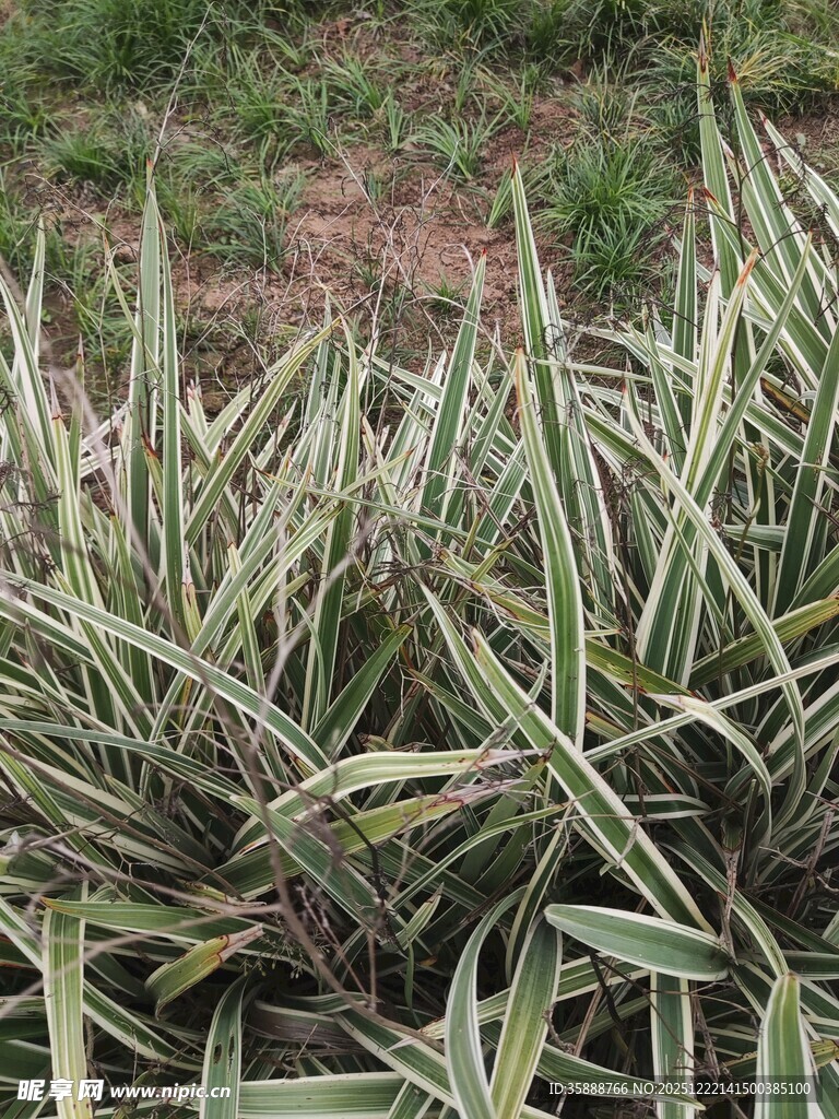银边龙舌兰植物特写