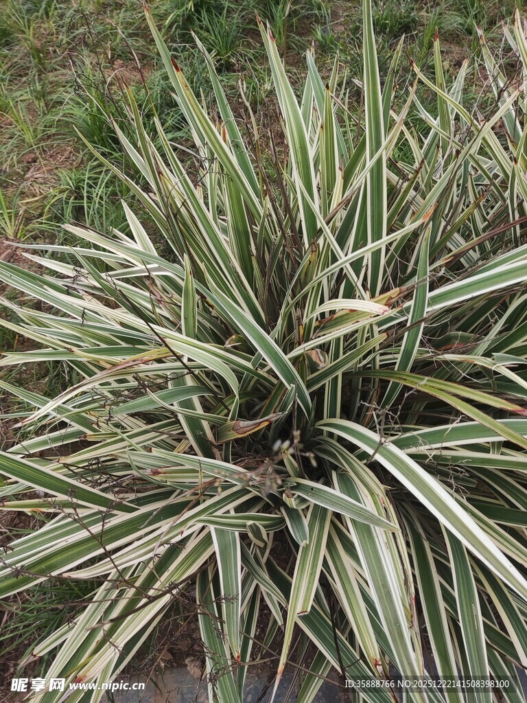 金边麦冬植物特写