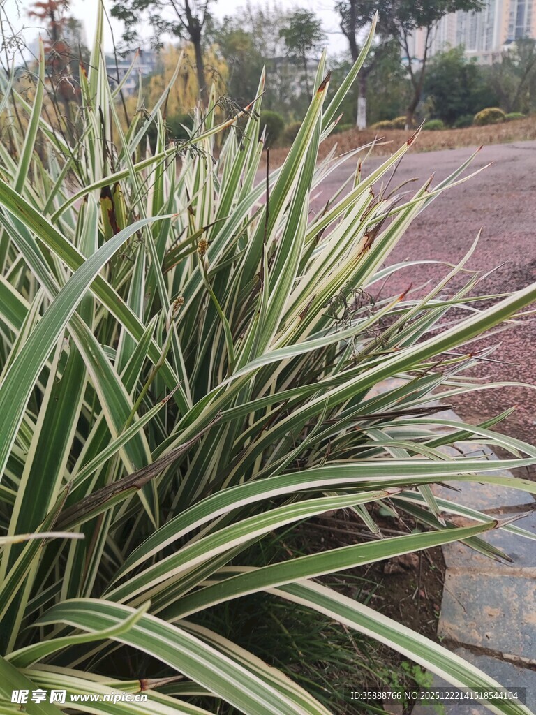 路边的金边麦冬植物