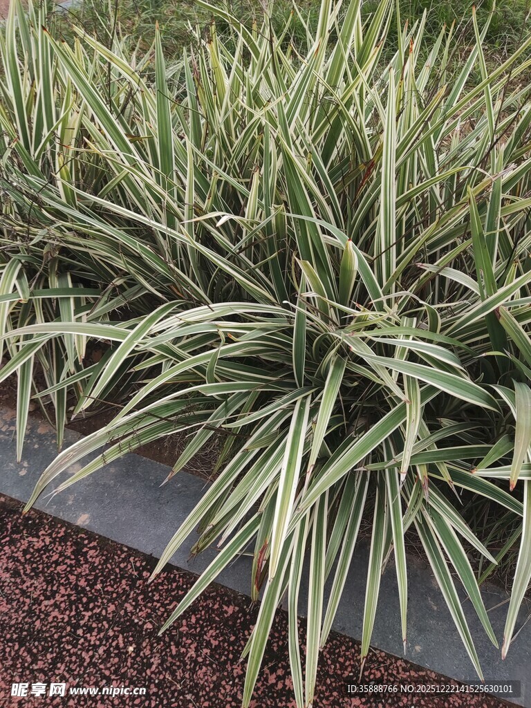 金边麦冬植物景观