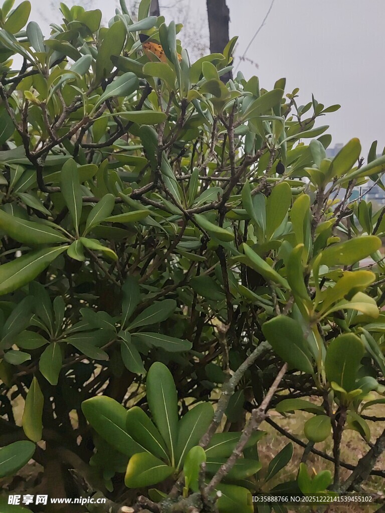 绿叶繁茂的灌木植物