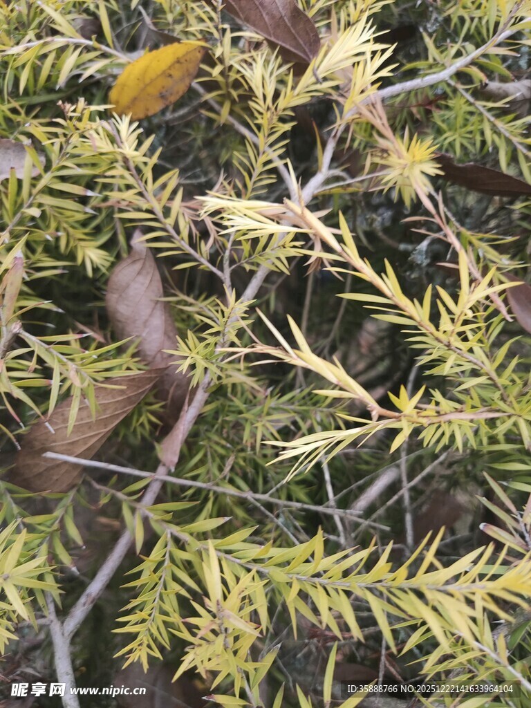 翠绿枝叶的植物特写