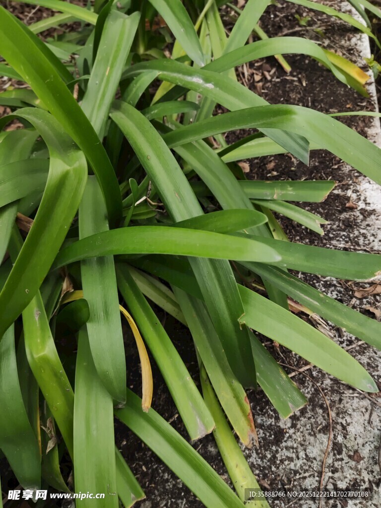 翠绿丛生植物特写