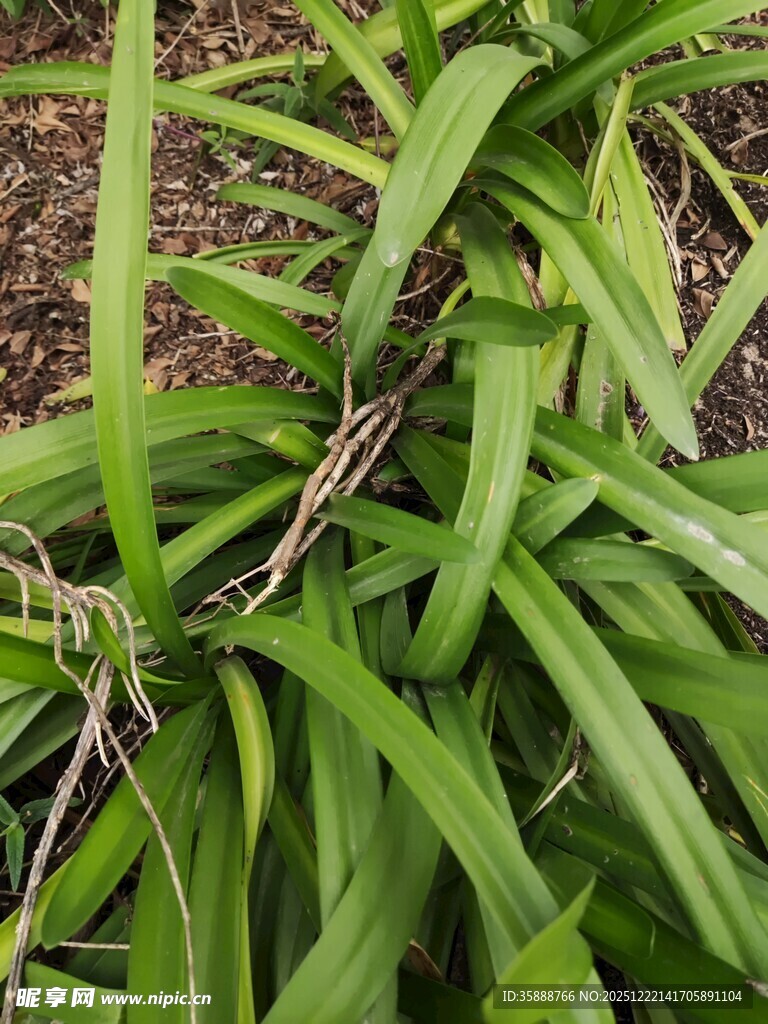 翠绿修长叶片的植物