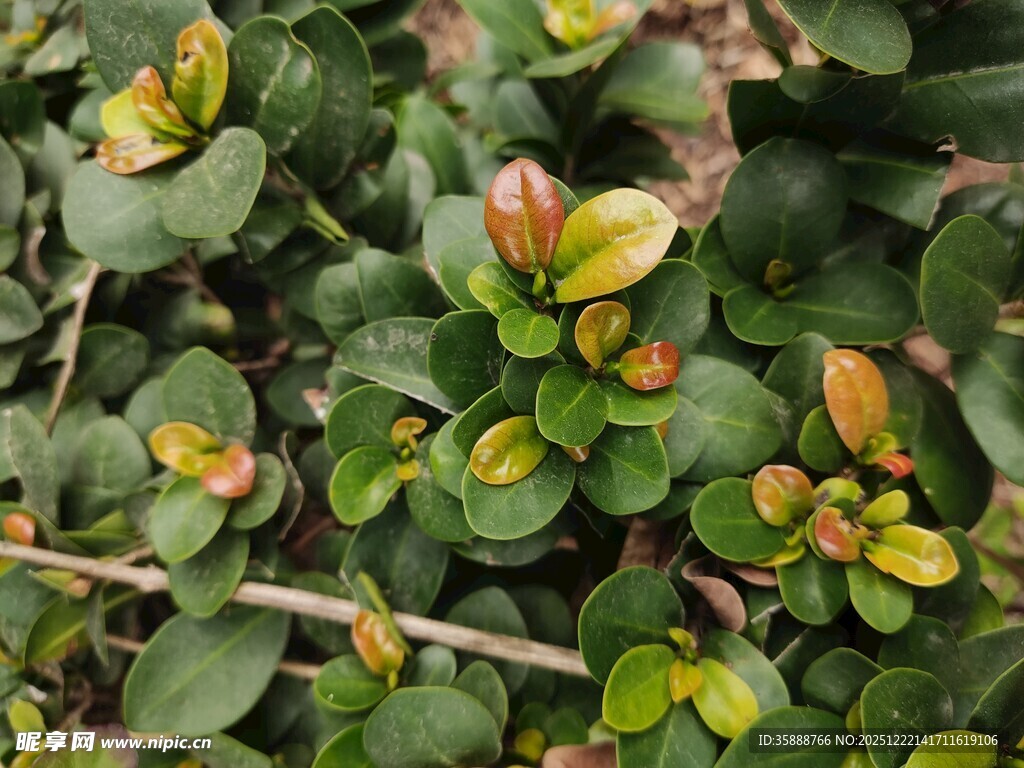 多彩叶片的绿植特写