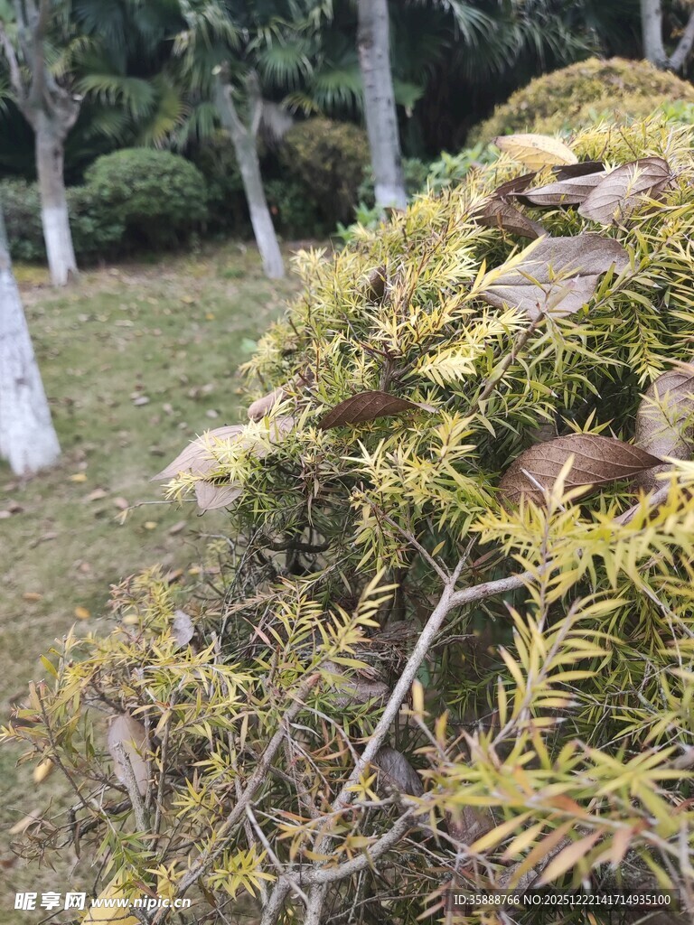 秋日里的枯黄灌木丛