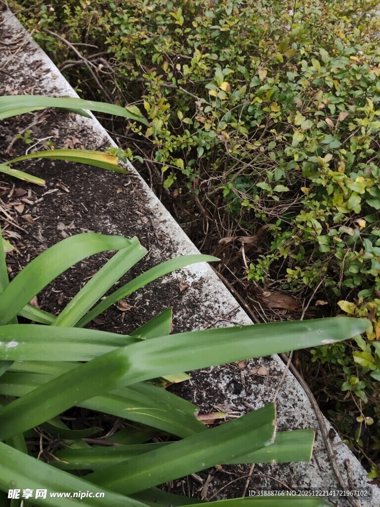石边翠绿植物特写