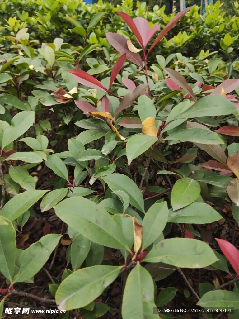 绿叶红边植物景观