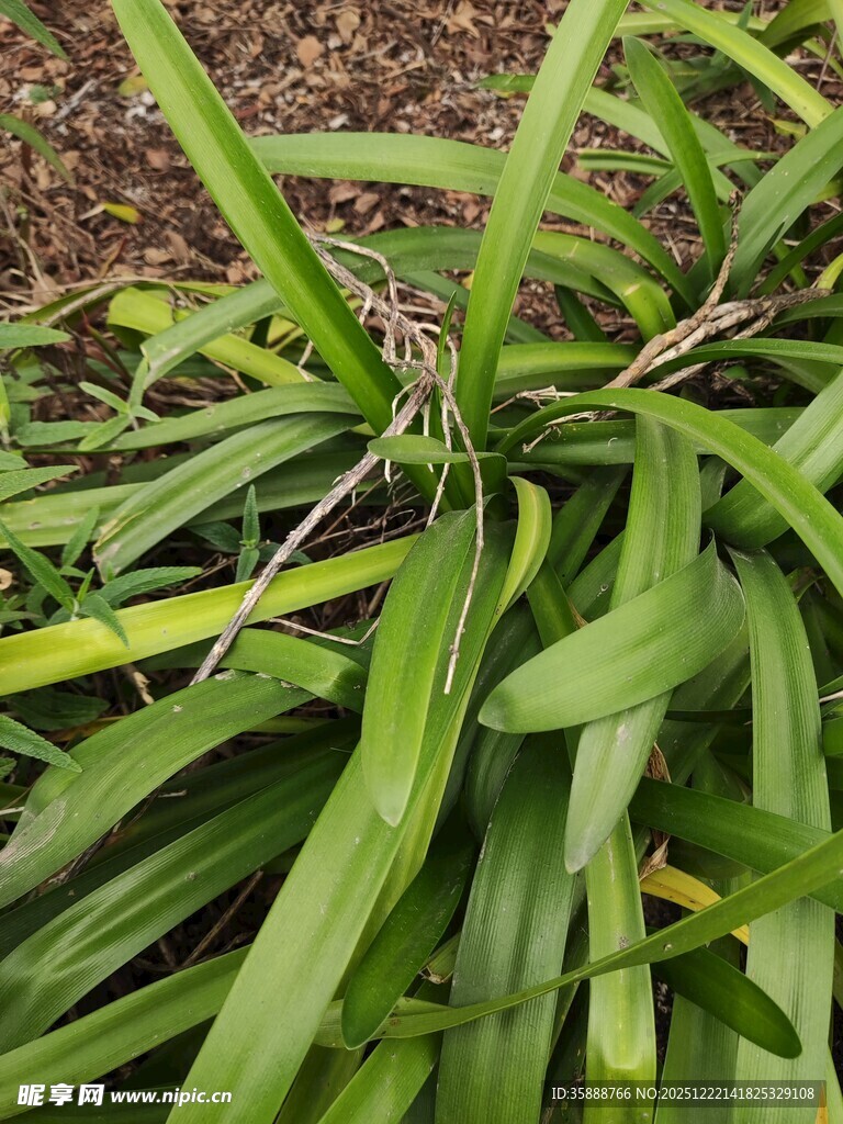 翠绿细长叶片的植物
