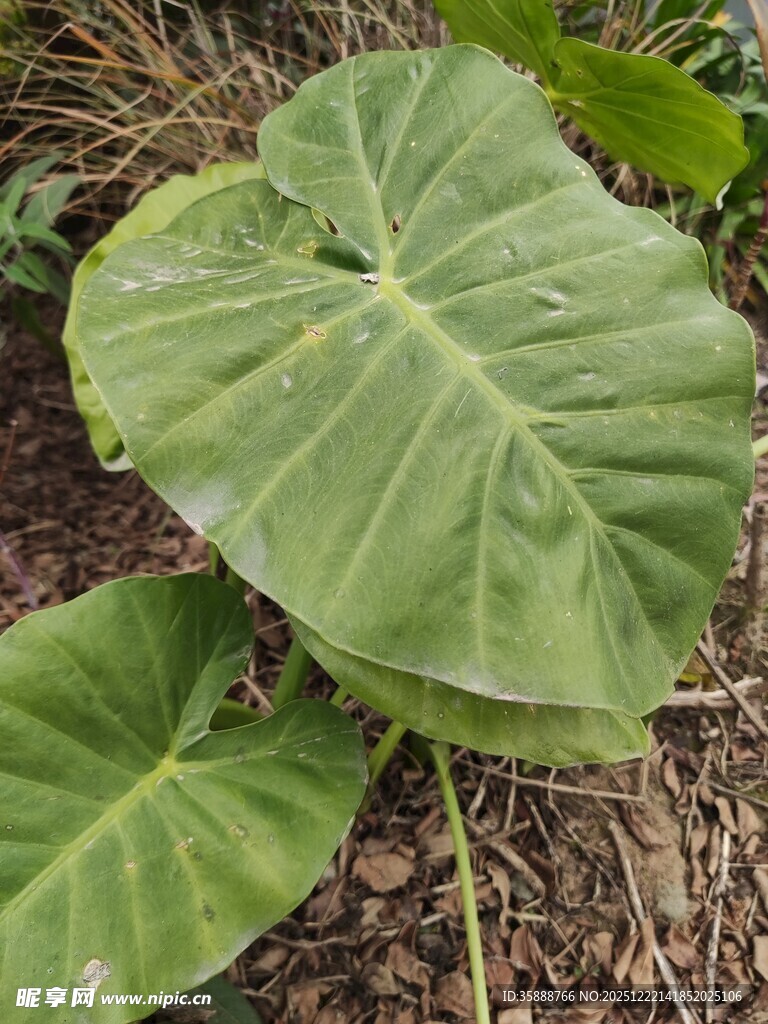 大叶片的绿色植物特写