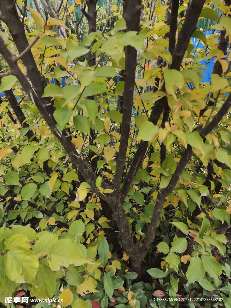 秋日繁茂绿植景象