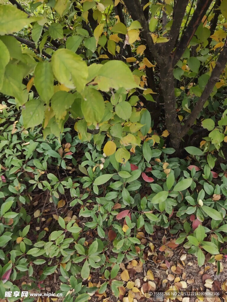 秋日林下繁茂绿植景象