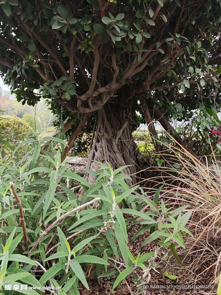 古老大树扎根繁茂绿植间